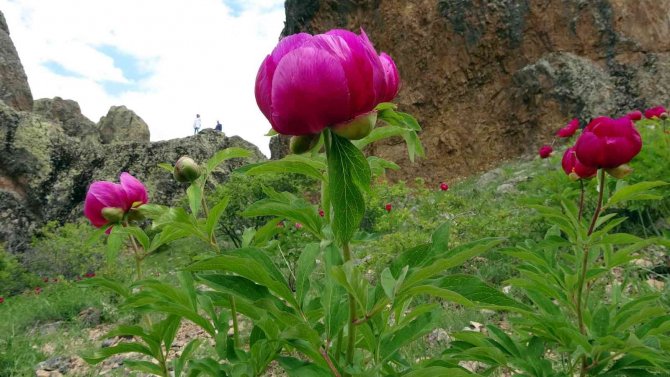 Sadece 15 Gün Ömrü Olan Cehrilik Lalesi Doğayı Renklendirdi
