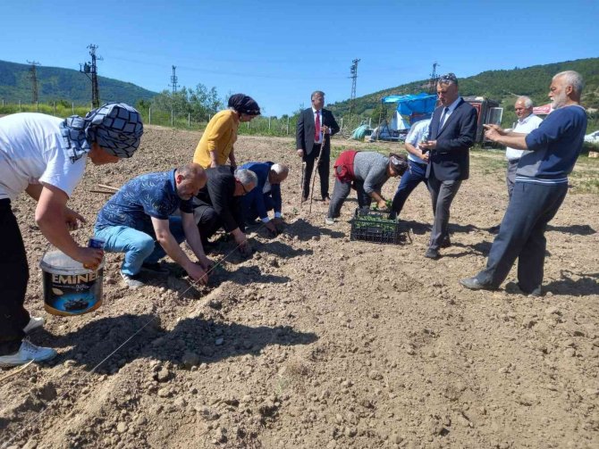 Çaycuma ’Da Yerli Tohumlar Toprakla Buluştu