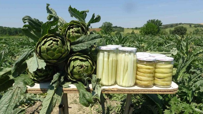 Coğrafi İşaret Tescilli Hasanağa Enginarında Hasat Zamanı