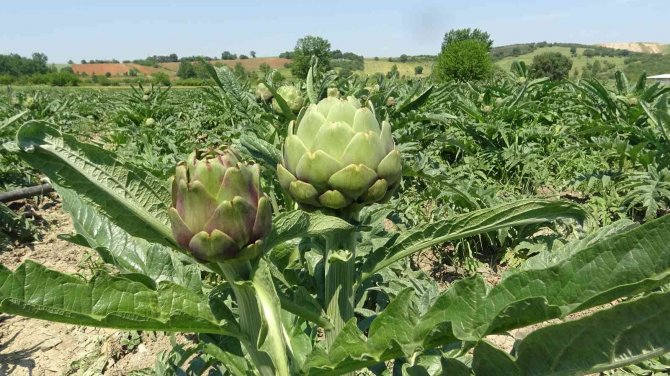 Coğrafi İşaret Tescilli Hasanağa Enginarında Hasat Zamanı