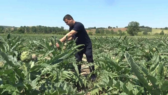 Coğrafi İşaret Tescilli Hasanağa Enginarında Hasat Zamanı
