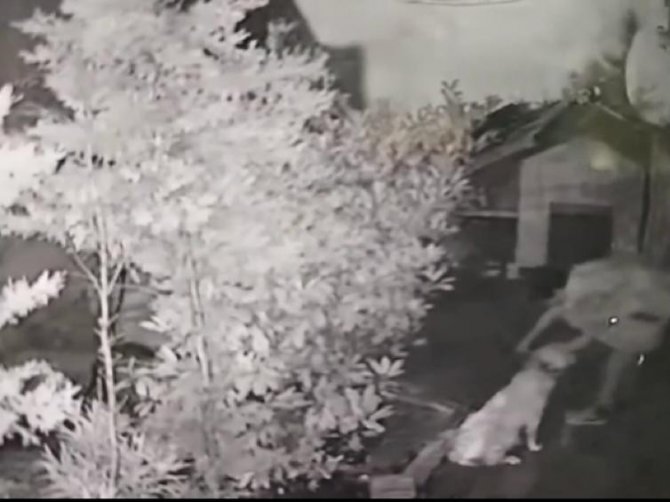 Hamile Köpeği Çalınan Hayvansever Hırsıza Seslendi