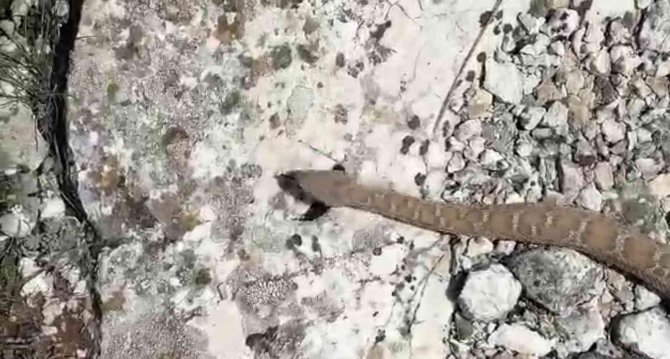 Tek Isırığı Bile Öldürmeye Yetiyor, Sürü Halinde Görüntülendiler