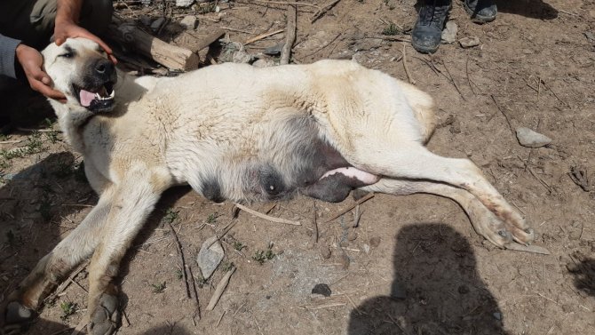 Kurtların Saldırdığı Köpek Tedavi Altına Alındı