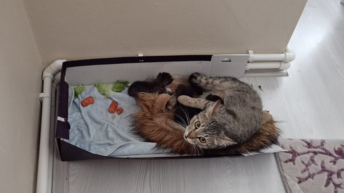 Köpeklerin Saldırısından Kurtarılan Yabani Yavru Tavşana Kedi Annelik Yapıyor
