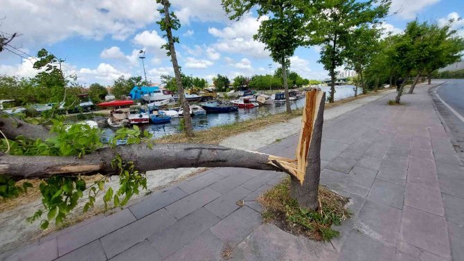 Küçükçekmece’de Fırtına Ağacı Devirdi