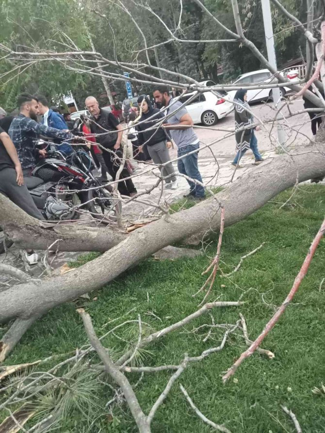 Devrilen Ağacın Altında Kalan 2 Genç Yaralandı