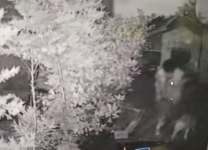 Hamile Köpeği Çalınan Hayvansever Hırsıza Seslendi