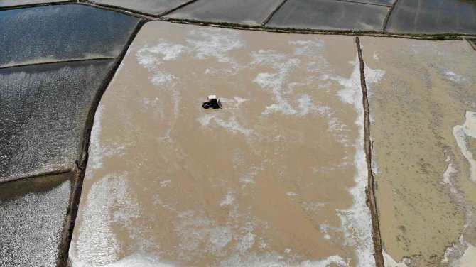 ’Beyaz Altın’ın Sofralara Uzanan Yolculuğu Başladı