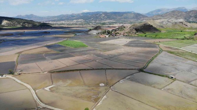 ’Beyaz Altın’ın Sofralara Uzanan Yolculuğu Başladı