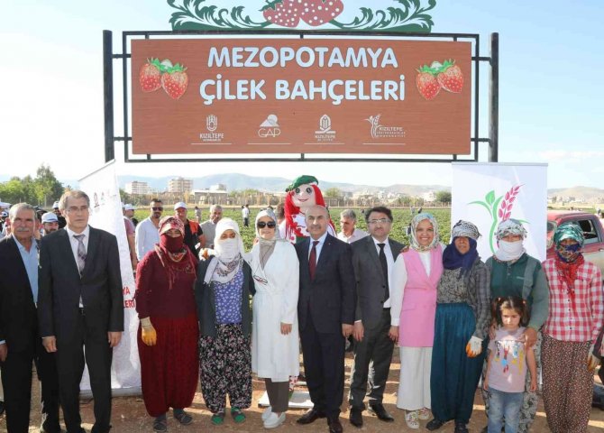 Mezopotamya Çilek Bahçesi’nde Tarla Günü Etkinliği