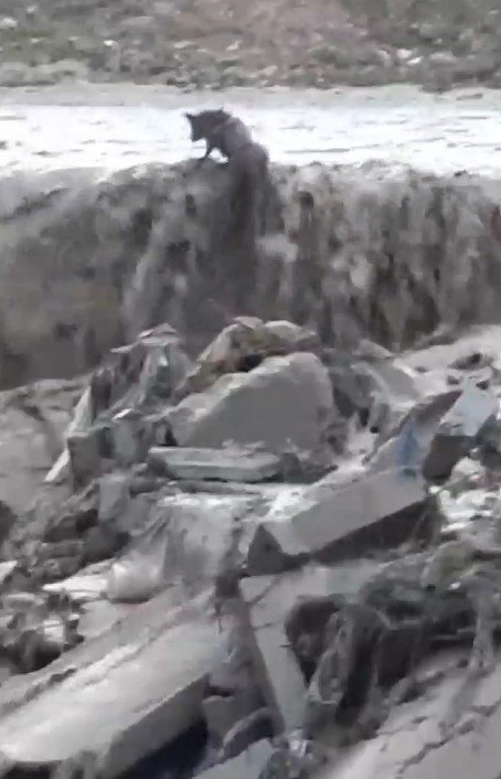 Sel Sularında Mahsur Kalan Tilkinin 11 Dakikalık Yaşam Mücadelesi