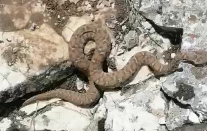 Tek Isırığı Bile Öldürmeye Yetiyor, Sürü Halinde Görüntülendiler