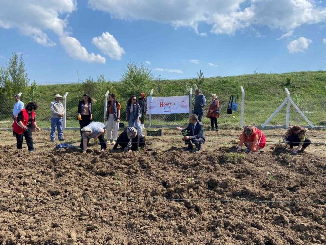 Karabük’e İki Çeşit Aromatik Bitki Daha Kazandırıldı