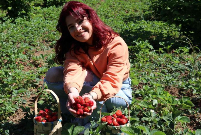 Aromasıyla Sofraları Süsleyen Zonguldak Ereğli Çileğinde Hasat Başladı