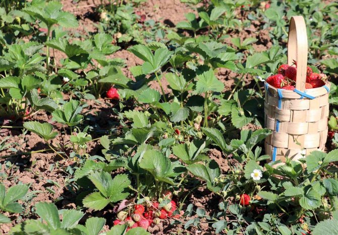 Aromasıyla Sofraları Süsleyen Zonguldak Ereğli Çileğinde Hasat Başladı