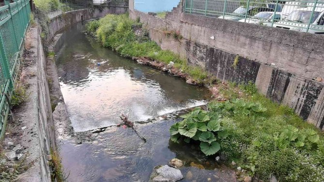 Derede Ördek Yakalayan Su Samuru Görenleri Şaşırttı