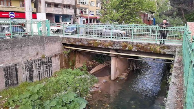 Derede Ördek Yakalayan Su Samuru Görenleri Şaşırttı