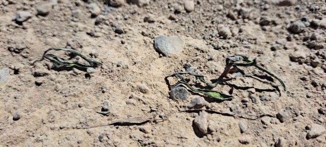 Adilcevaz’da Şiddetli Fırtına Ve Soğuk Hava Ekili Alanlara Zarar Verdi