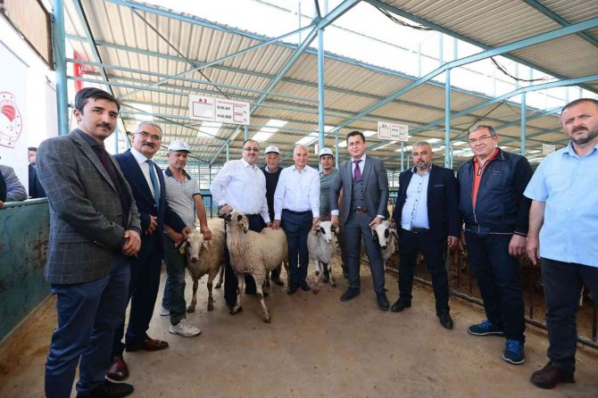 200 Aileye 400 Damızlık Koç Ve Teke Hibe Desteği Verildi