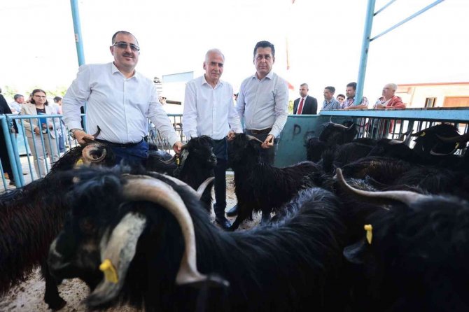 200 Aileye 400 Damızlık Koç Ve Teke Hibe Desteği Verildi