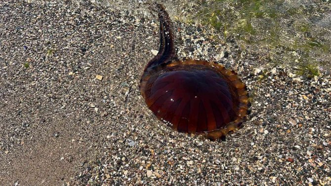 İ̇zmit Körfezi’ni ’Pusula Denizanaları’ Bastı