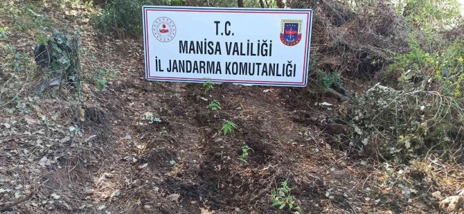 Manisa’da Ormanlık Alana 178 Kök Kenevir Ekmişler