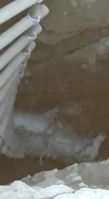 Elazığ’da Definecilerin Kazdığı Kuyuya Düşen Keçi Kurtarıldı