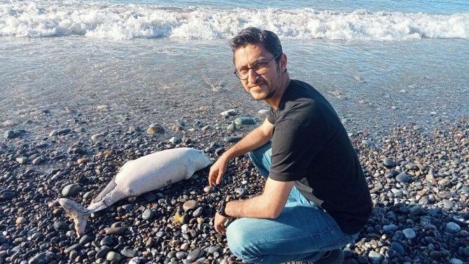 Kastamonu’da Sahile Ölü Yunus Vurdu
