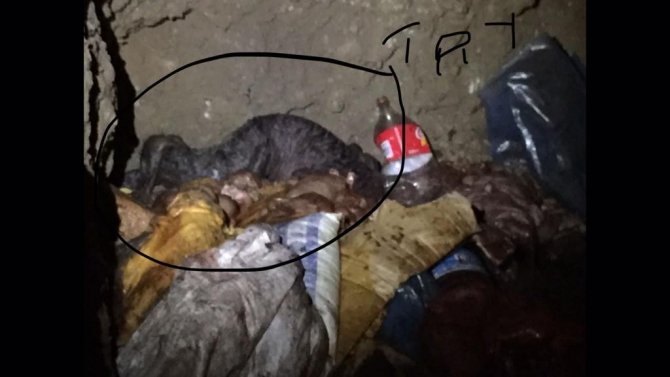 İ̇zmir’de Çürümeye Yüz Tutmuş 3 Bin 660 Kilo At Eti Ele Geçirildi
