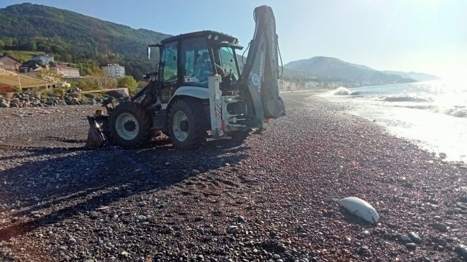 Kastamonu’da Sahile Ölü Yunus Vurdu