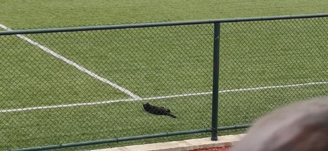 Zeytin, Develi’de Oynanan Maçları Kaçırmıyor
