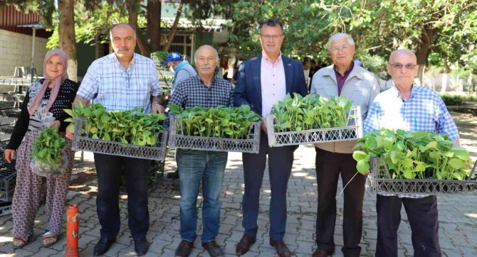 Alaşehir Belediyesi 210 Bin Fide Dağıttı