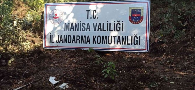 Manisa’da Ormanlık Alana 178 Kök Kenevir Ekmişler