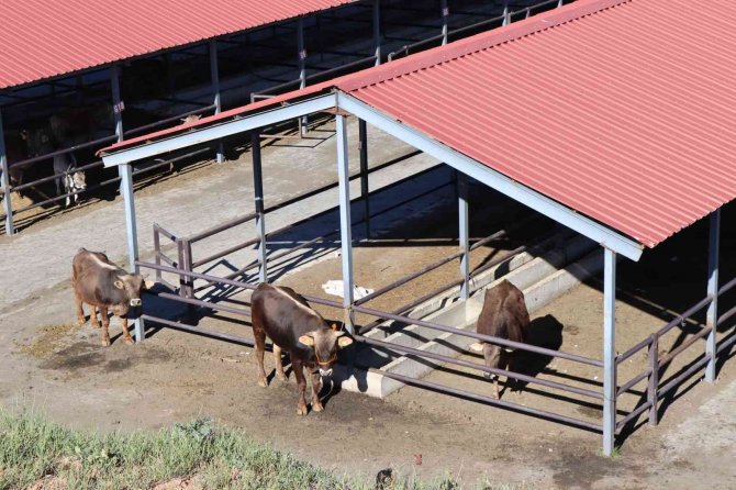 Oltu Hayvan Pazarında Satışlar Devam Ediyor