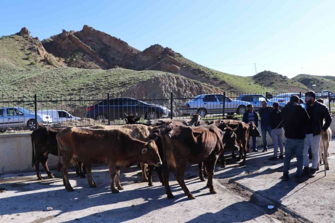Oltu Hayvan Pazarında Satışlar Devam Ediyor