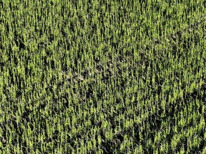 Şiddetli Dolu Yağışında 40 Bin Dekar Tarım Arazisinin Zarar Gördüğü Tespit Edildi