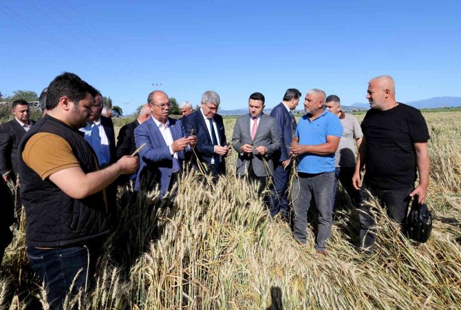 Şiddetli Dolu Yağışında 40 Bin Dekar Tarım Arazisinin Zarar Gördüğü Tespit Edildi
