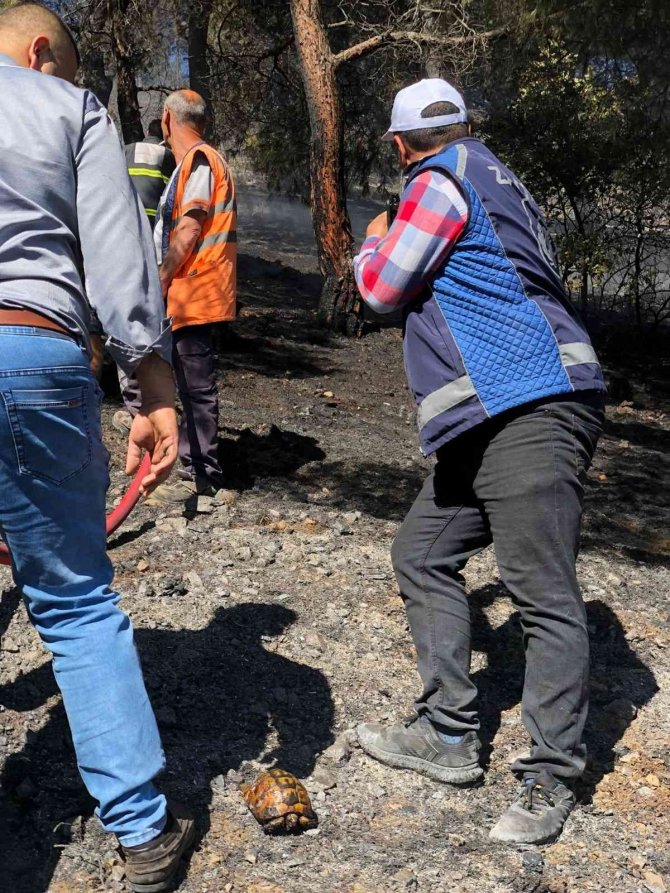 Orman Yangınında Telef Olan Kaplumbağanın Görüntüsü Zabıta Personelinin Yüreğini Dağladı