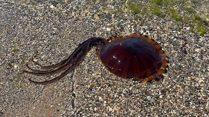 İ̇zmit Körfezi’ni ’Pusula Denizanaları’ Bastı