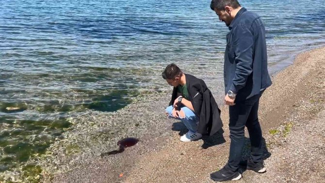 İ̇zmit Körfezi’ni ’Pusula Denizanaları’ Bastı
