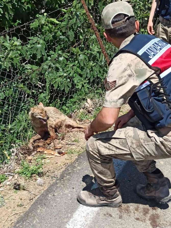 Yaralı Tilki Jandarma Tarafından Kurtarıldı