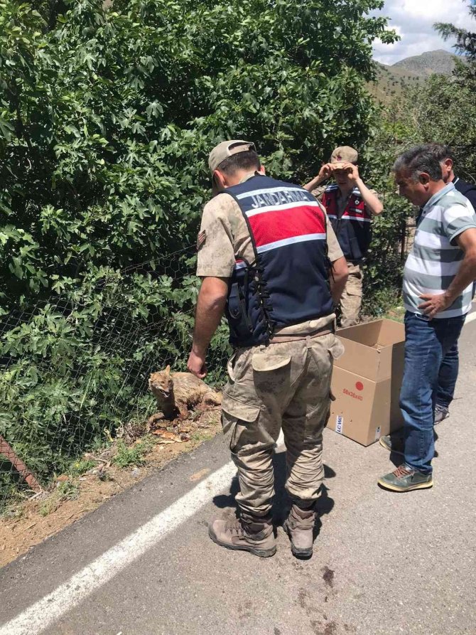 Yaralı Tilki Jandarma Tarafından Kurtarıldı