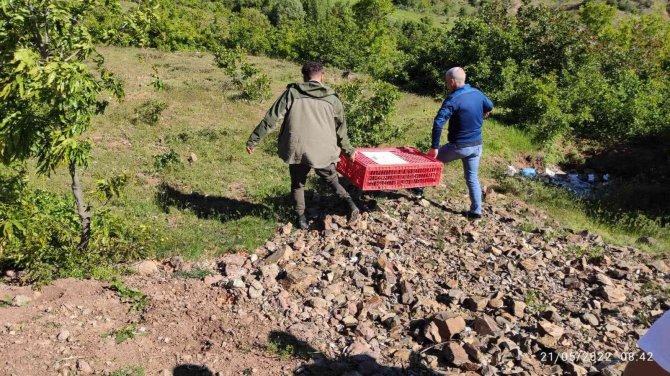 Bingöl’de Doğaya Bin 150 Adet Kınalı Keklik Salındı