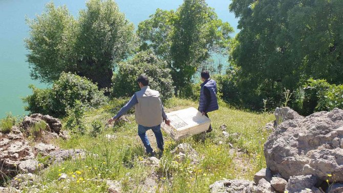 Bingöl’de Doğaya Bin 150 Adet Kınalı Keklik Salındı