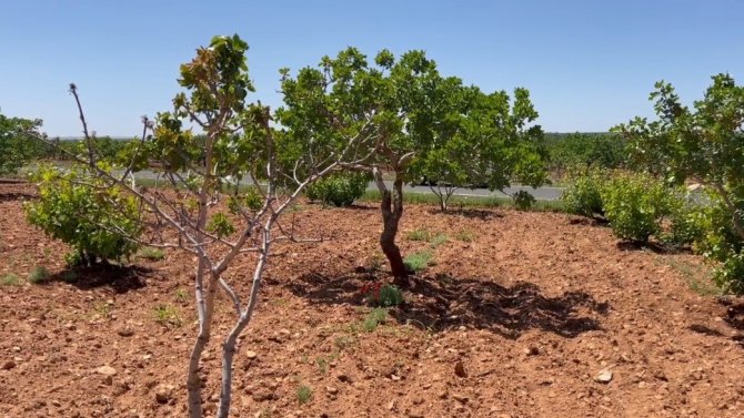 Olumsuz Hava Koşullarının Ekili Arazilere Verdiği Zarar Tarım Sigortasının Önemini Bir Kez Daha Ortaya Koydu