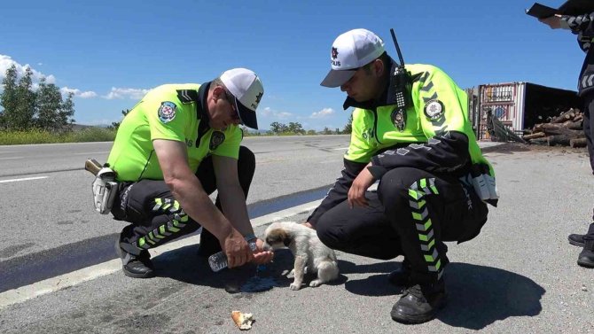 Devrilen Tomruk Yüklü Tırın Sürücüsü: "Beni Boş Verin Köpeğime Bakın"