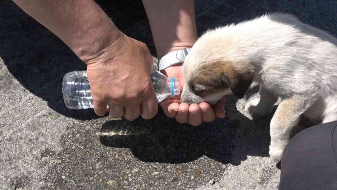 Devrilen Tomruk Yüklü Tırın Sürücüsü: "Beni Boş Verin Köpeğime Bakın"