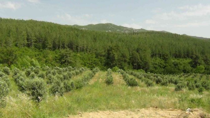 Adana’da 9 Bin Dekar Arazi Suya Kavuşuyor