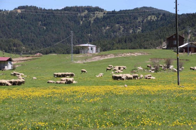 Ankara’nın Karadenizi’nde Yaylalar Şenlendi
